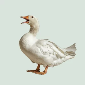 Eine weiße Pekingente steht mit geöffnetem Schnabel vor einem einfarbigen Hintergrund.
