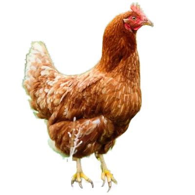 Ein braunes Huhn steht aufrecht mit lebhaften Augen und schillernden Federn.