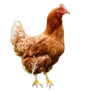 Ein braunes Huhn steht aufrecht mit lebhaften Augen und schillernden Federn.