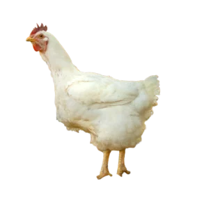 Ein weißes Masthähnchen steht auf einem schwarzen Hintergrund.