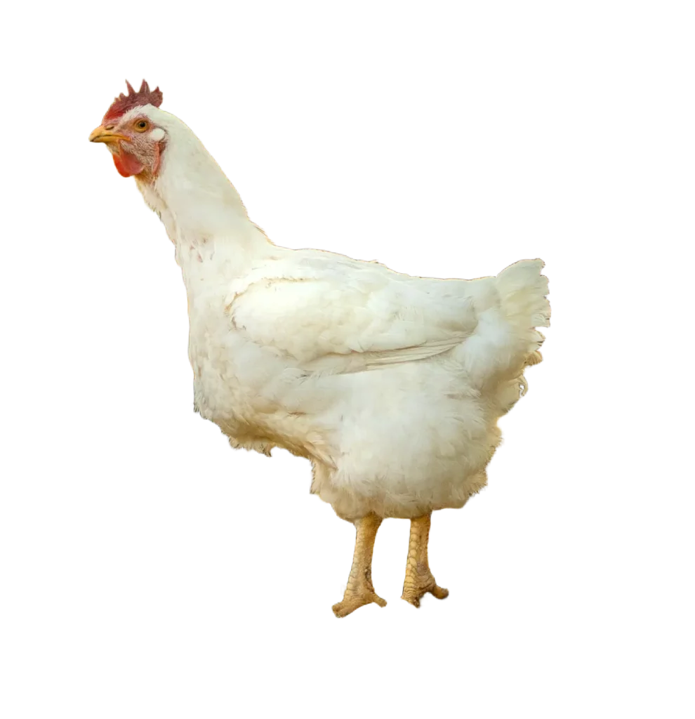 Ein weißes Masthähnchen steht auf einem schwarzen Hintergrund.